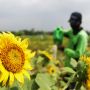 Melihat Keindahan Bunga Matahari di Taman Rotanusa Jakarta Utara