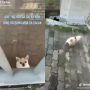 Kurir Sok Berani Tantang Anjing Penjaga dari Luar Pagar, Panik saat Si Doggy Bisa Keluar