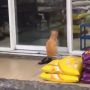 Viral Kucing Oren Terdiam di Depan Toko Hewan Bak Meratapi Nasib, Bikin Warganet Sedih