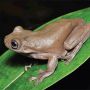 Mirip di Harry Potter, Ilmuwan Temukan Spesies Katak Cokelat