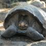 Diduga Punah Selama Seabad, Kura-kura Raksasa Ditemukan di Galapagos