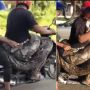 Seorang Pria Boncengkan Ular Piton 200 Kg Pakai Motor, Aksinya Langsung Viral