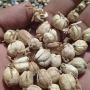 Harganya Paling Tinggi di Pangandaran, Petani Diajak Tanam Kapulaga