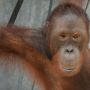 Kerjasama dengan Berbagai Pihak, KLHK Lepasliarkan 7 Orangutan di Kalteng