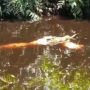 Warga Riau Hilang usai Diterkam dan Diseret Buaya di Sungai Rokan