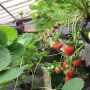 5 Tumbuhan yang Berkembang Biak dengan Geragih, Apa Saja?