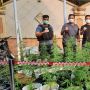 Tanam Ganja secara Hidroponik di Brebes, Pemodal dan Perwatnya jadi Tersangka
