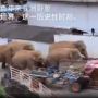 Halau Belasan Gajah Liar, Pihak Berwenang China Kerahkan Drone hingga 500 Personel