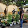 Penggerebekan Rumah Ganja di Brebes: Ditanam di Lantai Dua, Sudah Dipanen Beberapa Kali