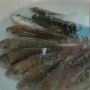 Viral Video Kebiasaan Warga Thailand Makan Ikan Hidup, Warganet Indonesia Heboh