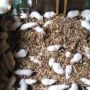 Peternak Kaya Mendadak Setelah Tikus dan Cicak Bisa Dimakan, Dijual Rp 111 Ribu Perkilo
