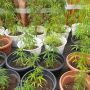 Jadi Tersangka Budidaya Ganja, Warga Brebes Ini Ngaku Dapat Rp 100 Ribu Per Pot