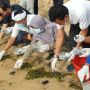 KLHK Lepasliarkan 500 Ekor Tukik Penyu di Pantai Sanur Bali