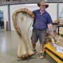 Wow! Terbesar di Dunia, Dinosaurus Selebar Lapangan Basket Ditemukan di Australia