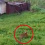 Viral Harimau Berburu Mangsa di Area Perkebunan, Begini Kata BBKSDA Riau
