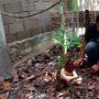 Hampir Setahun Ditanam, Bunga Bangkai Mekar Sempurna di Hutan Untan