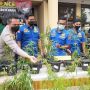Dikonsumsi Sendiri, UH Orang Kaya di Brebes Bayar Pegawai Buat Rawat Pohon Ganja di Rumah