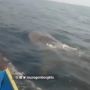 Viral Penampakan Hiu Tutul di Perairan Laut Muaragembong Bekasi