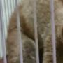 Simpan Kukang di Rumah, Warga Riau Ditangkap Polisi