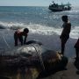 Terdampar di NTB, Begini Nasib Paus Pilot