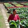 Sinergi Urban Farming Desa Baktiseraga Bali dan PKK Raup Penghasilan Jutaan Rupiah Sebulan