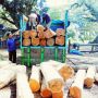 KPH Banyuwangi Menciduk Sopir Beserta Truk Mengangkut Puluhan Kayu Hasil Curian