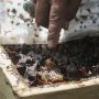 Intip Budidaya Lebah Madu di Hutan Kota Srengseng