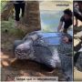 Viral Video Aksi Penyelamatan Penyu Belimbing Terjebak di Rawa