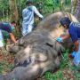 Gajah Mati Ditemukan di Kebun Karet Pelalawan, Diduga Gegara Ini