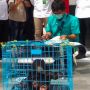 Anak Beruang Madu Ditemukan di Kawasan Lindung Diserahkan ke Dinas Kehutanan
