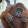 Hari Konservasi Alam Nasional 2021, KLHK Lepasliarkan 2 Orangutan Sumatera