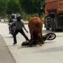 Sapi Kurban ngamuk di Pagedangan Tangerang, Diduga Stres