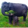 Gajah Sumatera "Sabana" Melahirkan, Suaka Margasatwa Padang Sugihan Punya Penghuni Baru