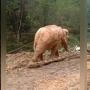 Viral Video Gajah Jadi 'Budak' Tarik Batang Pohon di Hutan, Publik Murka