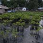 Upaya Mencegah Abrasi di Pulau Sabira