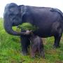 Anak Gajah Sumatra Lahir di Suaka Margasatwa Padang Sugihan