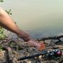 Tragis, Mancing di Tambak Garam, Warga Kupang Ditemukan Terapung Usai Dimangsa Buaya