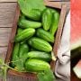 Tidak Hanya Air Putih, 5 Makanan Ini Juga Bisa Menghidrasi Tubuh