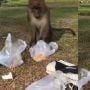 Viral Monyet Ambil Gorengan Pengunjung Taman Unri, Netizen: Santuy Banget