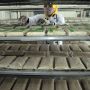 Produksi Tempe untuk Ekspor ke Jepang