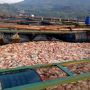 1,5 Ton Ikan Nila di Karamba WGM Wonogiri Mendadak Mati