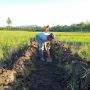 Demi Antisipasi Gagal Panen, Kementan Imbau Petani di NTT Ikut Program AUTP