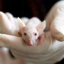 6 Arti Mimpi Digigit Tikus Putih: Awas, Ada yang Bermuka Dua di Dekat Anda