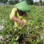 Kisah Petani Papua Untung Besar Karena Pakai Strategi di Tengah Pandemi Covid-19