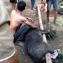 Babi Hutan Masuk Rumah Warga, Gegerkan Desa Sutera