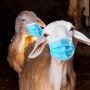 Cara Menghilangkan Bau Prengus Daging Kambing Hewan Kurban Idul Adha 2021