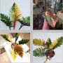 Beberapa Jenis Philodendron Super Cantik untuk Hiasan Rumah