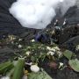 Upacara Yadnya Kasada di Kawah Gunung Bromo