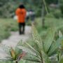 Jangan Asal! Ini 7 Cara Membersihkan Abu Vulkanik di Dalam Rumah, Jangan Pakai Sapu!