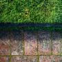 Tak Disangka, 7 Jenis Rumput Liar Ini Bermanfaat untuk Kesehatan Tubuh